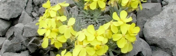 Velebitska Degenija Velebitska Degenija